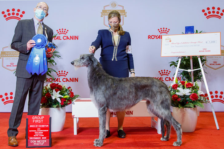 Hound Group Second, BBE Hound Group First, Best of Breed, and Best Bred By in Breed/Variety: GCH CH Foxcliffe Claire Randall Fraser, Scottish Deerhound; 2020 AKC National Championship presented by Royal Canin, Orlando, FL.