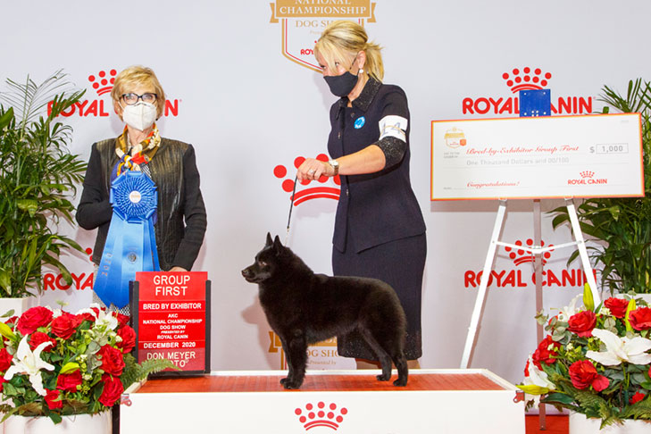 Non-Sporting Group Fourth, BBE Non-Sporting Group First, Best of Breed, and Best Bred By in Breed/Variety: GCHB CH Delamer Suzi Sells Sushi On The Boardwalk, Schipperke; 2020 AKC National Championship presented by Royal Canin, Orlando, FL.