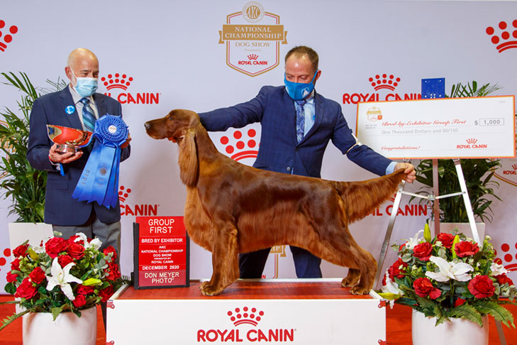 Sporting Group Third, BBE Sporting Group First, Best of Breed, and Best Bred By in Breed/Variety: GCH CH Vermilion's Sex, Lies, And Serious Money (Holly), Irish Setter; 2020 AKC National Championship presented by Royal Canin, Orlando, FL.