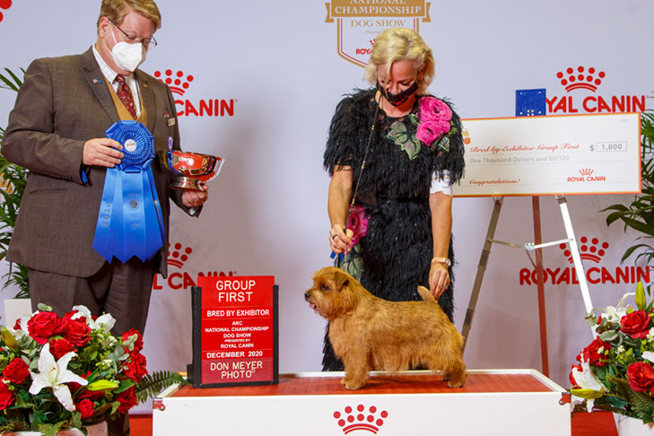BBE Terrier Group First, Best of Breed, and Best Bred By in Breed/Variety: GCHB CH Juslyn Choptank Dream On Tenterra, Norfolk Terrier; 2020 AKC National Championship presented by Royal Canin, Orlando, FL.