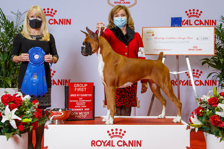 BBE Working Group First, Best Bred By in Breed/Variety, and 2nd Award of Excellence: GCHS CH Hi-Tech Champagne Cristal Rose THDN CGC (Bubbles), Boxer; 2020 AKC National Championship presented by Royal Canin, Orlando, FL.