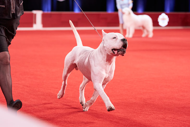 Dogo Argentino at the 2020 AKC National Championship presented by Royal Canin, Orlando, FL.