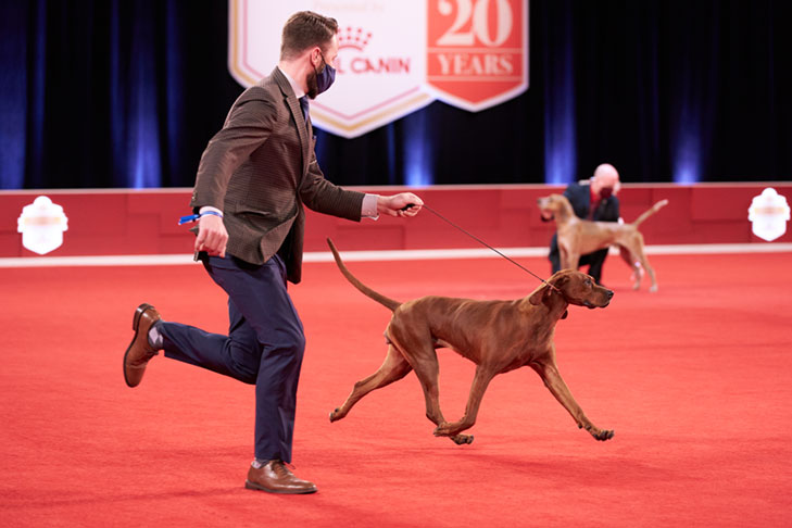 Redbone Coonhound at the 2020 AKC National Championship presented by Royal Canin, Orlando, FL.