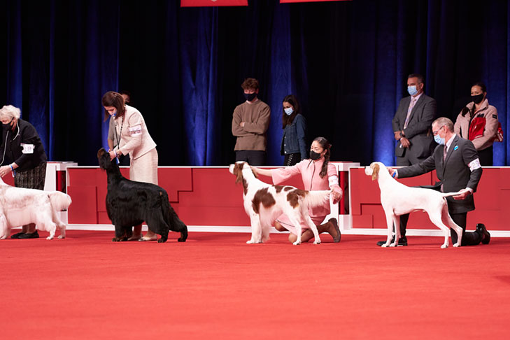 Sporting Group lineup at the 2020 AKC National Championship presented by Royal Canin, Orlando, FL.