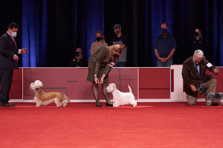 Terrier Group lineup at the 2020 AKC National Championship presented by Royal Canin, Orlando, FL.