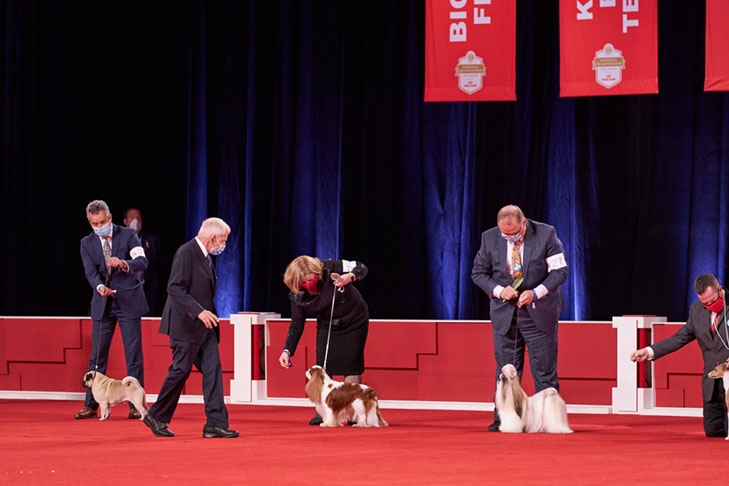 Toy Group lineup at the 2020 AKC National Championship presented by Royal Canin, Orlando, FL.