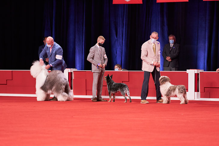 Herding Group lineup at the 2020 AKC National Championship presented by Royal Canin, Orlando, FL.