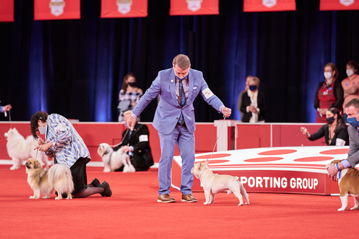 Non-Sporting Group lineup at the 2020 AKC National Championship presented by Royal Canin, Orlando, FL.