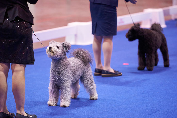 Pumik at the AKC National Championship presented by Royal Canin, Orlando, FL.