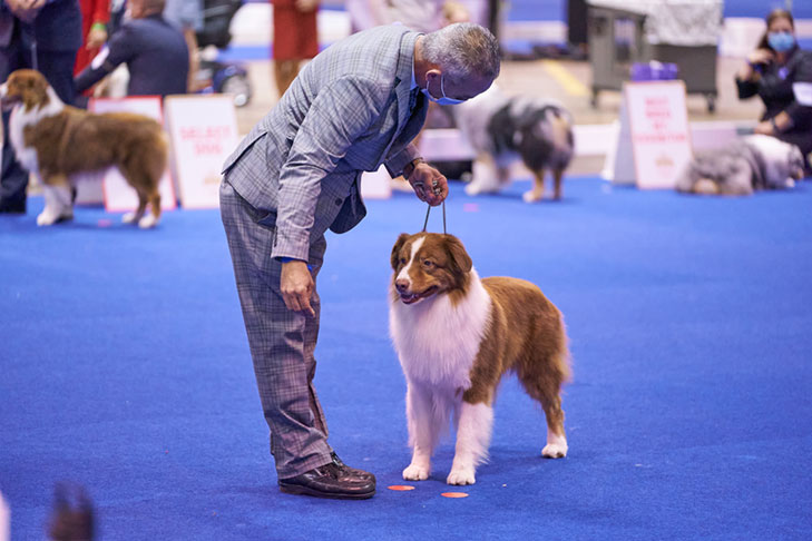 Australian Shepherds at the AKC National Championship presented by Royal Canin, Orlando, FL.