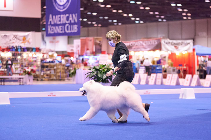 Samoyed at the AKC National Championship presented by Royal Canin, Orlando, FL.