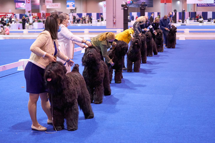 Black Russian Terriers at the AKC National Championship presented by Royal Canin, Orlando, FL.