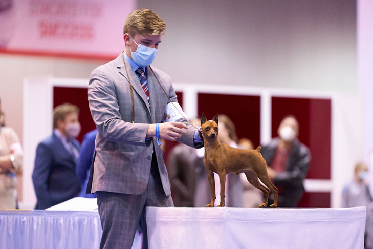 2020 Best Junior Handler: Jacob Waters with GCHG CH Eagle's The Wolverine (Miniature Pinscher); Junior Showmanship at the AKC National Championship presented by Royal Canin, Orlando, FL.