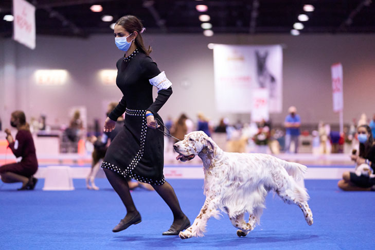 Second Place Finalist: Abigail Van Meter handling GCHG CH Wingfield N Chebaco Just So You Know (English Setter); Junior Showmanship at the AKC National Championship presented by Royal Canin, Orlando, FL.
