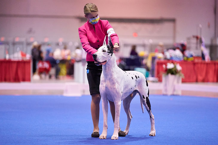Third Place Finalist: Emma Rogers handling CH Ellenni's Quantum Leap TKN (Great Dane); Junior Showmanship at the AKC National Championship presented by Royal Canin, Orlando, FL.