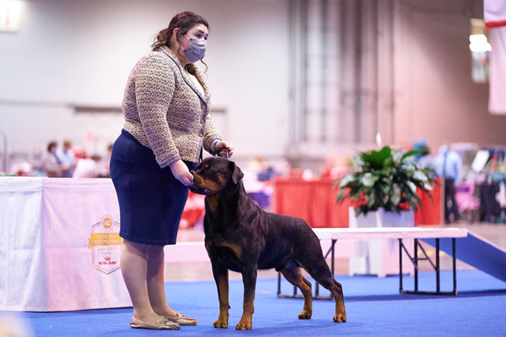 Fourth Place Finalist: Katelyn Meyers handling GCHG CH Isengard El Diablo RN (Rottweiler); Junior Showmanship at the AKC National Championship presented by Royal Canin, Orlando, FL.