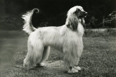 Evelyn Shafer/Doubleday, Afghan Hound. 1949.