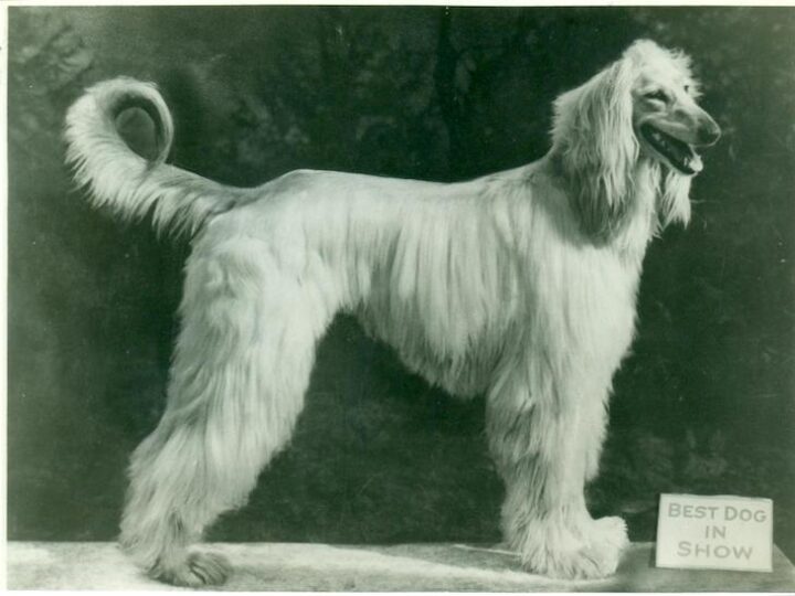 Afghan Hound History The Ancient Breed of Afghanistan American