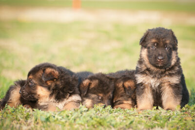 German Shepherd Dog puppies sleeping together in the grass.
