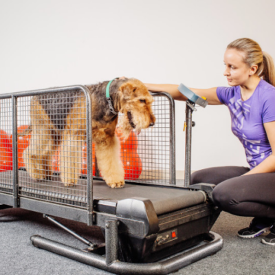 Airedale Terrier walking on a treadmill indoors with a woman nearby.