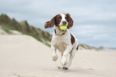 Young French Spaniel fetching a tennis ball on the beach.