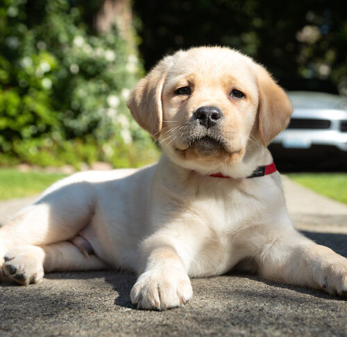 Labrador puppy coat Clearance