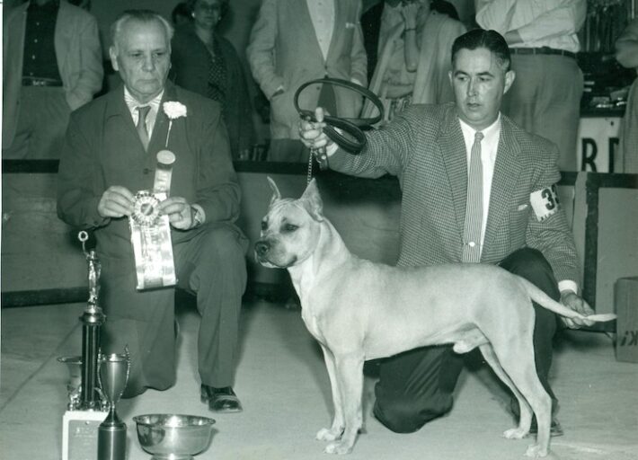 American Staffordshire Terrier History How the AmStaff Separated From