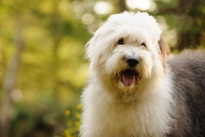 Old English Sheepdog head portrait outdoors.