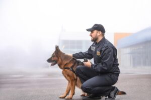 Service, Working, Therapy, Emotional Support Dogs: Which Is Which?