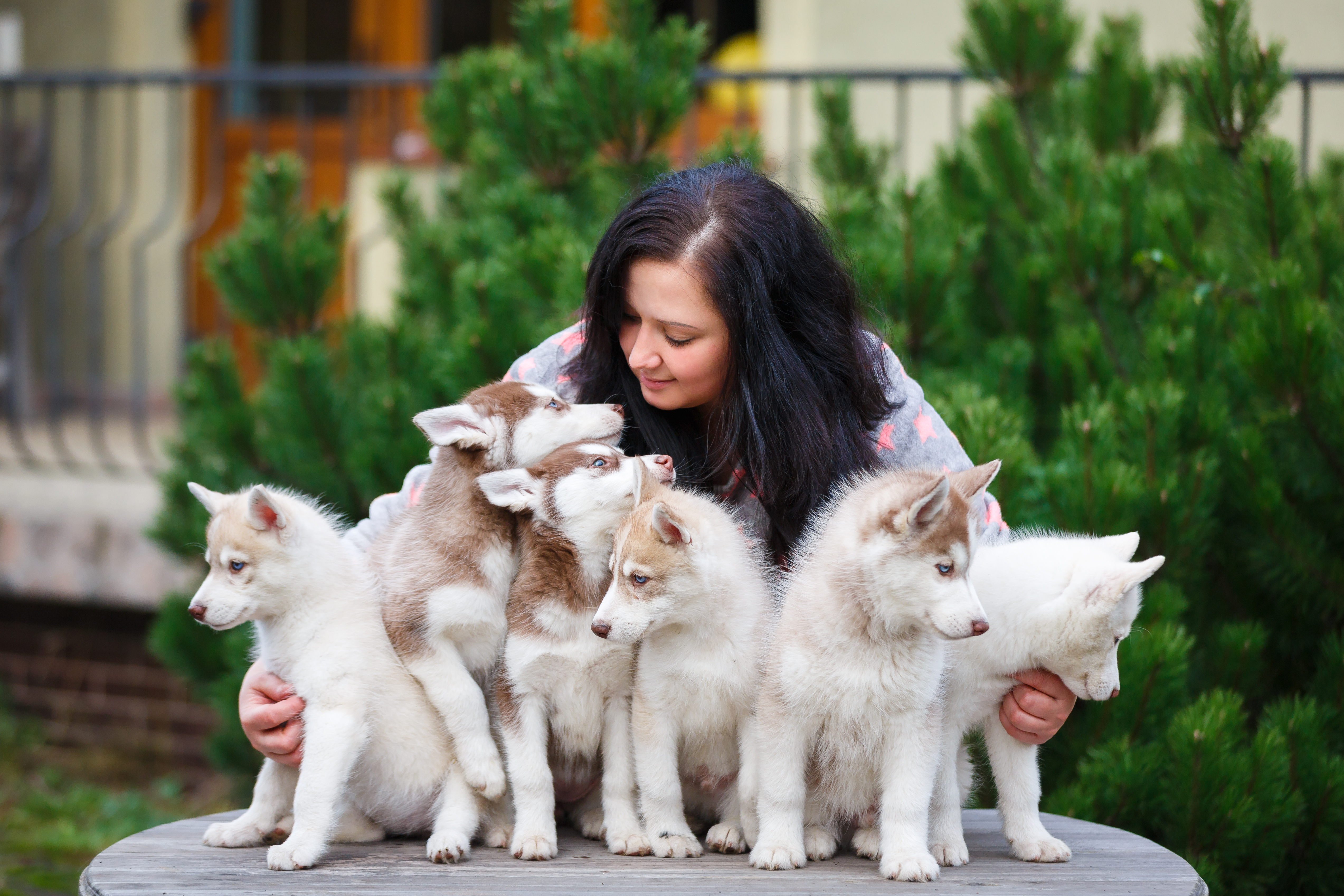 https://s3.amazonaws.com/cdn-origin-etr.akc.org/wp-content/uploads/2021/02/15224930/Siberian-Husky-litter-of-puppies-sitting-on-a-table-with-their-breeder-standing-behind-1.jpeg?utm_source=chatgpt.com