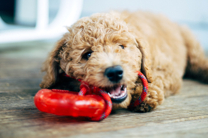 Poodle puppy chewing on a toy outdoors.