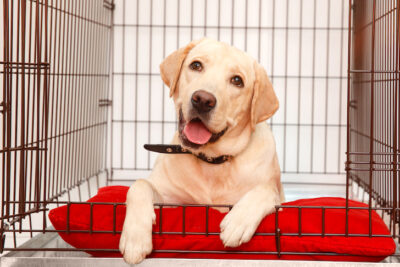 dog crate for lab