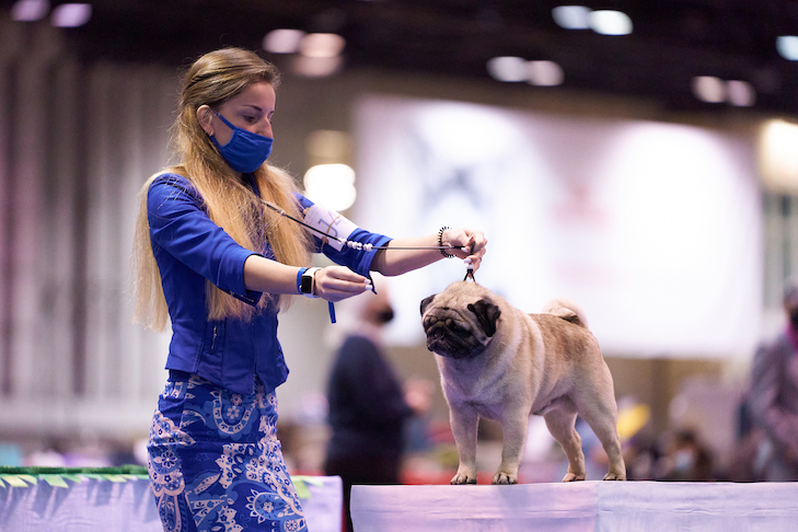 J456 Cassidy Hayes, Pug