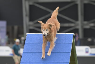 2023 AKC Agility Premier Cup held on July 8 in Columbus, OH.