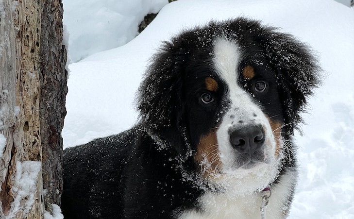 This Bernese Mountain Doggy is Aiding 2nd Graders Find out Remotely