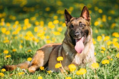 Belgian Malinois laying down in a field of dandelions.