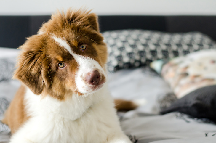 Australian Shepherd puppy laying down in a bed.