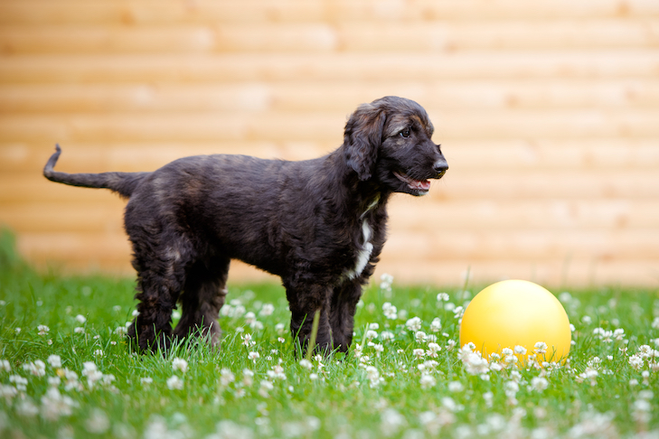 Afghan Hound puppy playing with a ball in the backyard.
