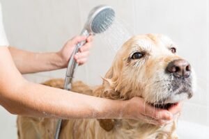 Golden Retriever Grooming: 10 Vet-Approved Tips & Tricks