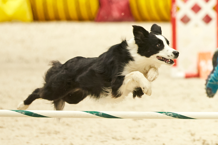 2019 AKC Agility Premier Cup, New York