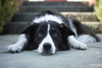 Border Collie lying on a sidewalk outdoors.