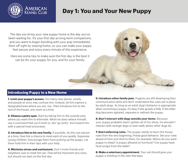 New AKC Puppy Folders Released For Breeders – American Kennel Club