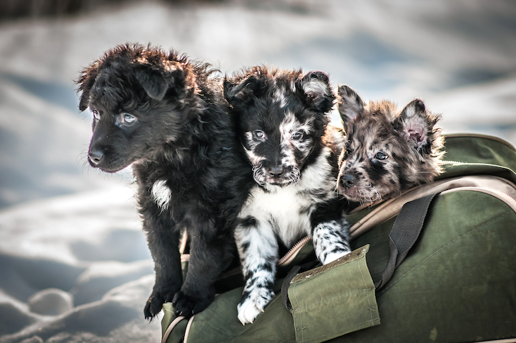 Mudi puppies peeking out of a carrier.