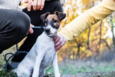 Smooth fox terrier puppy on the leash in a park. Young fox terrier dog on the leash controlled by two persons