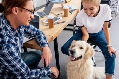 Golden Retriever sitting with people in an office.