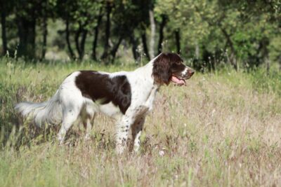 French Spaniel standing in profile in tall grasses.