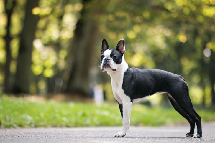 Boston Terrier History: Where the Breed Originated