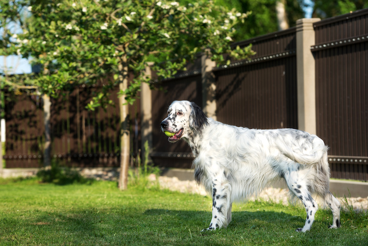 English Setter in the backyard with a tennis ball.
