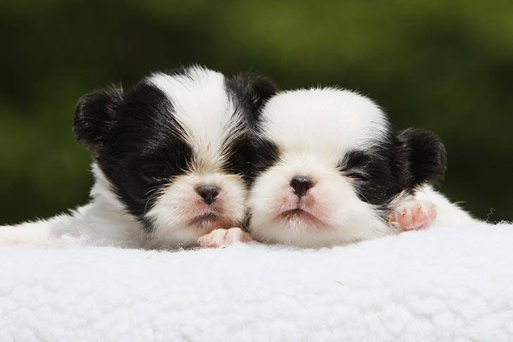 Japanese Chin puppies sleeping side by side.