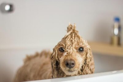Homemade Dog Shampoos & Sprays - Farmer Doodles